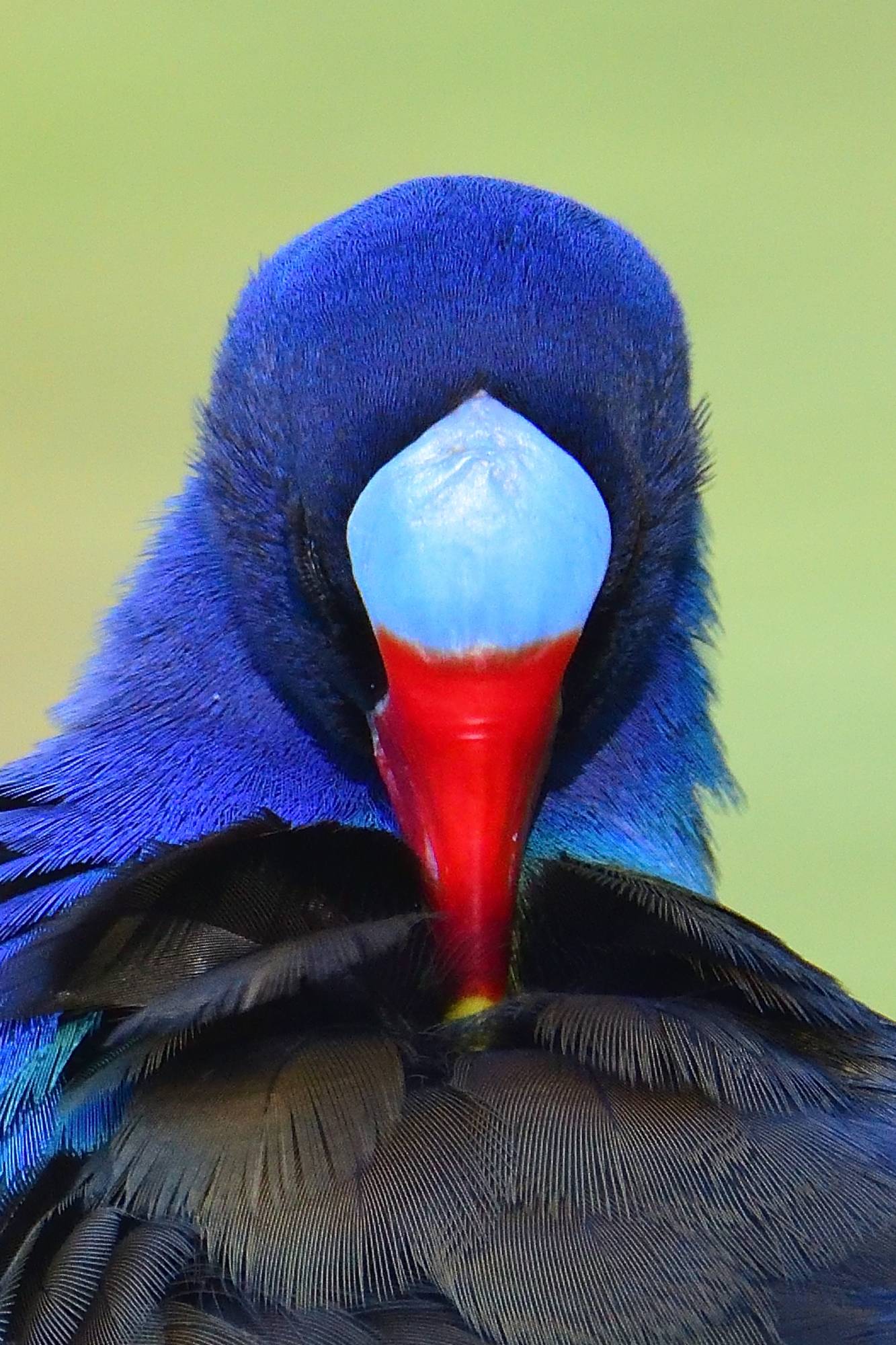 Detalle de una Polla azul (Porphyrio martinica)